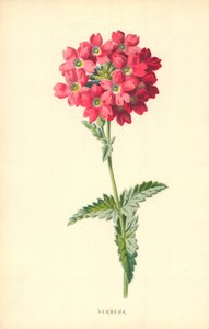 Eisenkraut von Frederick Edward Hulme