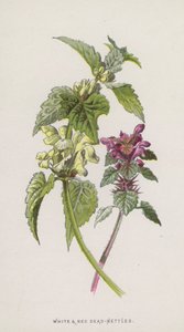 Weiße und Rote Taubnessel von Frederick Edward Hulme