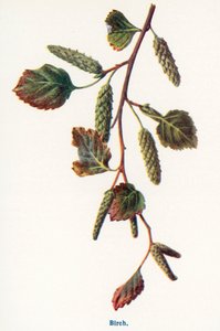 Wilde Früchte der Landschaft: Birke von Frederick Edward Hulme