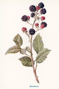 Wilde Früchte der Landschaft: Brombeere von Frederick Edward Hulme
