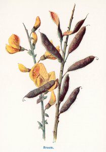 Wilde Früchte der Landschaft: Ginster