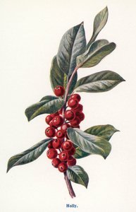 Wilde Früchte der Landschaft: Stechpalme