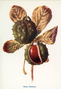 Wilde Früchte der Landschaft: Rosskastanie