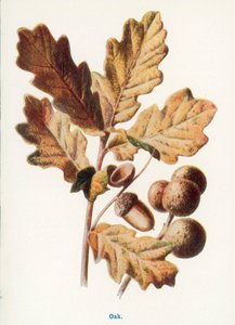 Wilde Früchte der Landschaft: Eiche von Frederick Edward Hulme