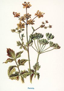 Wilde Früchte der Landschaft: Pastinake von Frederick Edward Hulme