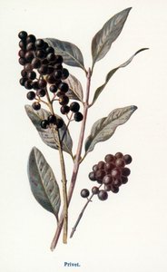 Wilde Früchte der Landschaft: Liguster von Frederick Edward Hulme