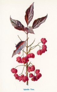 Wilde Früchte der Landschaft: Spindelbaum