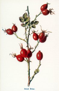 Wilde Früchte der Landschaft: Heckenrose