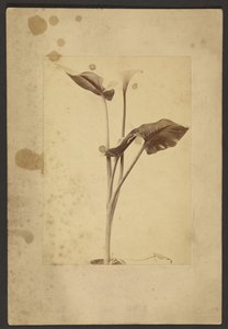 Calla-Lilie von Frederick H. Hollyer