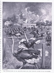 Die Zerstörung von Dr. Smarts Farm und das Freilassen der Strauße, aus After Pretoria: Der Guerillakrieg veröffentlicht von Harmsworth Bros Limited, 1901 von Frederick Judd Waugh