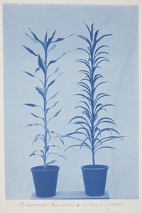 Draconas Sunderii und Rubia Elogans, späte 19. bis frühe 20. Jahrhundert von Frederick K. Coulson