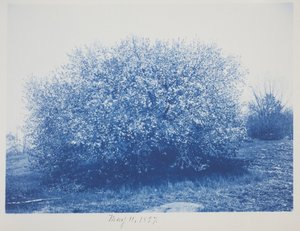 Ohne Titel, 11. Mai von Frederick K. Coulson