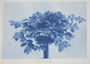Ohne Titel, 9. Oktober von Frederick K. Coulson