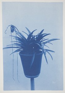 Ohne Titel, spätes 19. bis frühes 20. Jahrhundert von Frederick K. Coulson