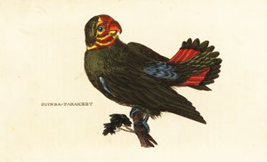 Rotschopf-Liebesvogel, Agapornis pullarius von Frederick Polydor (after) Nodder