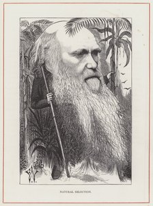 Charles Darwin, Natürliche Selektion von Frederick Waddy
