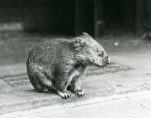 Ein Nacktnasen-/Gewöhnlicher-/Grobhaariger Wombat sitzt auf dem Boden im Londoner Zoo im Jahr 1929