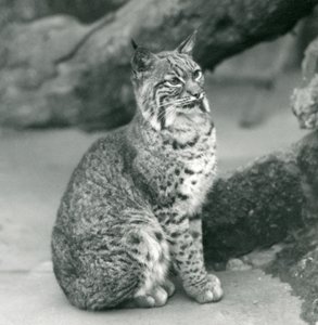 Ein Rotluchs im Londoner Zoo, März 1927