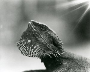 Ein bärtiger Leguan schaut 1930 im Londoner Zoo nach oben (s/w Foto)