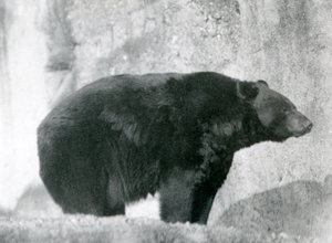 Ein Schwarzbär steht in seinem Gehege, auf den Mappin Terrassen, im Londoner Zoo im Jahr 1924