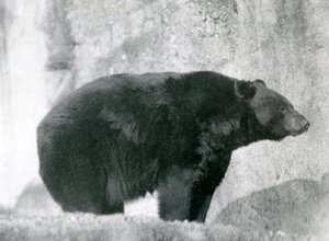 Ein Schwarzbär steht in seinem Gehege auf den Mappin Terrassen im London Zoo, 1924