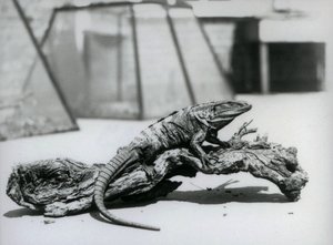 Ein schwarzer Stachelleguan ruht auf einem Baumstamm im Londoner Zoo im August 1928