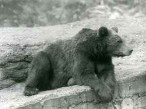 Ein Braunbär ruht auf einem Vorsprung im Londoner Zoo, 1924