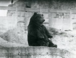 Ein Braunbär sitzt in seinem Gehege am Fuße der Mappin-Terrassen im Londoner Zoo, September 1921