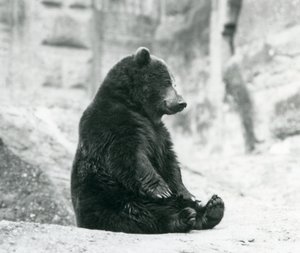 Ein Braunbär sitzt auf den Felsen der Mappin Terrassen, Londoner Zoo, Juni 1928