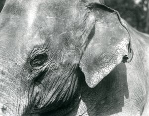 Ein burmesischer Elefant, Londoner Zoo, September 1926