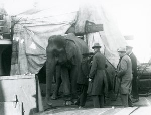 Ein burmesischer Elefant, der teilweise unter einer Plane auf dem Deck geschützt ist, mit einem Trainer und vier anderen Männern, auf dem Weg zum Londoner Zoo 1927