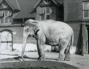 Ein burmesischer Elefant steht vor dem Elefantenhaus, London Zoo