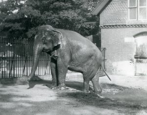 Ein burmesischer Elefant steigt aus einem Pool in seinem Gehege, London Zoo