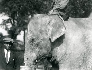 Ein burmesischer Elefant mit seinem Trainer und einem weiteren Mann, Londoner Zoo, September 1926