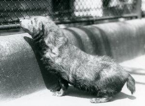 Ein Buschhund im Londoner Zoo, Juni 1925