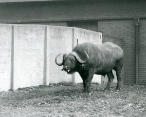Ein Kap-Büffel-Bulle, der auf nacktem Boden steht, neben der Betonwand seines Geheges im Londoner Zoo 1928