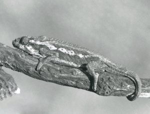 Ein Kap-Zwergchamäleon, das sich an einem Ast festhält, Londoner Zoo, 1927 von Frederick William Bond