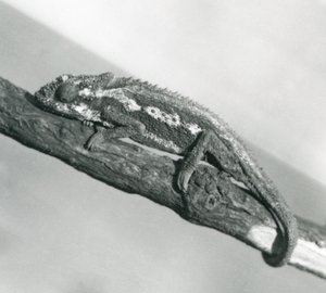 Ein Kap-Zwergchamäleon, das sich an einem Ast festhält, Londoner Zoo, 1927