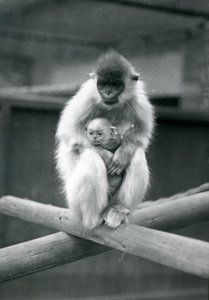 Ein Kappenlangur hält ein Baby, während er auf einem Balken sitzt. Londoner Zoo, 6. Oktober 1913 von Frederick William Bond