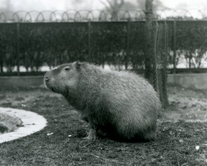 Ein Capybara in seinem Gehege im Londoner Zoo im August 1927 von Frederick William Bond