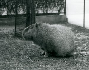 Ein Capybara im Londoner Zoo, Juni 1927