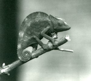 Ein Chamäleon, das sich am Ende eines Astes festhält, Londoner Zoo, 1927