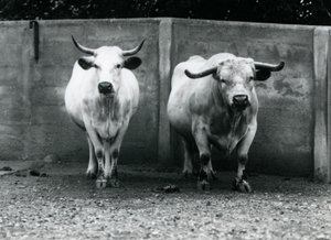 Ein Chartley-Bulle und eine Kuh im Londoner Zoo, Juli 1924 von Frederick William Bond