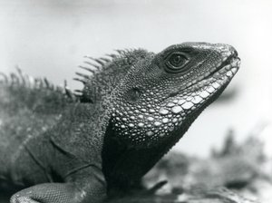 Ein chinesischer/asiatischer/thailändischer/grüner Wasserdrache im Londoner Zoo im August 1928