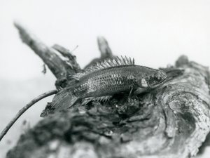 Ein Kletterfisch ruht auf einem toten Ast, außerhalb des Wassers im London Zoo, September 1928