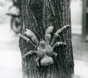 Ein Kokosnuss-Räuberkrabbe klettert auf einen Baum, Londoner Zoo, 1927