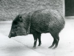 Ein Kragenpekari im Londoner Zoo, 1927