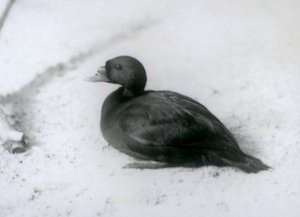 Eine Trauerente im Londoner Zoo im Jahr 1925 von Frederick William Bond