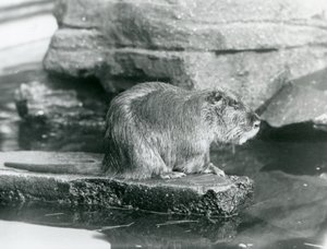 Ein Nutria, das auf einem felsigen Vorsprung in einem Pool in seinem Gehege im Londoner Zoo, Februar 1928 sitzt