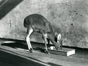 Ein Duiker, der von einem Tablett auf dem Boden frisst, Londoner Zoo, Juli 1925 von Frederick William Bond
